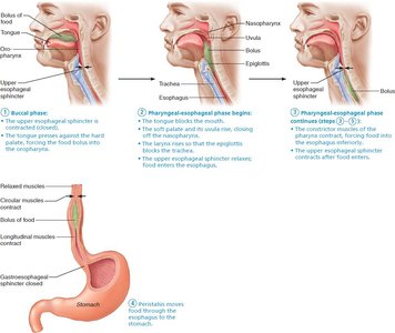 Pharyngeal-esophageal phase, food enters esophagus