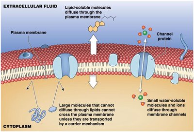 Diffusion across the plasma membrane: simple and channel-mediated