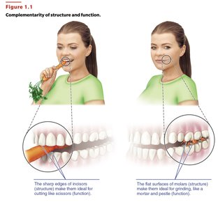 Complementarity of structure and function: incisors vs. molars