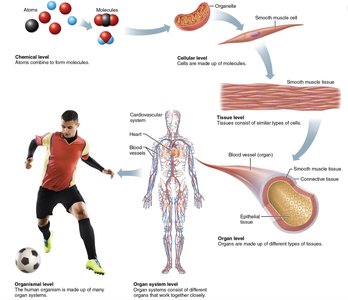 Levels of structural organization in the human body