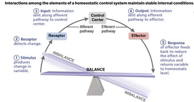 Homeostatic control system diagram