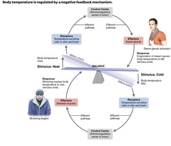 Negative feedback regulation of body temperature