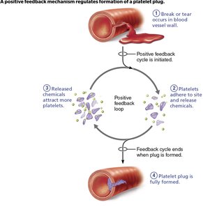 Positive feedback in platelet plug formation