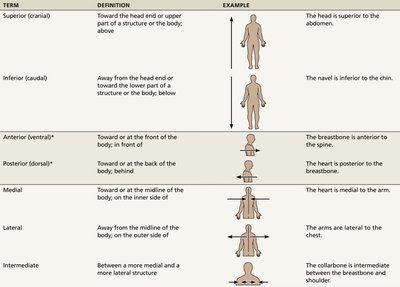 Directional terms in anatomy (part 1)