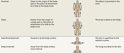 Directional terms in anatomy (part 2)