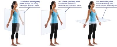 Body planes: median, frontal, transverse