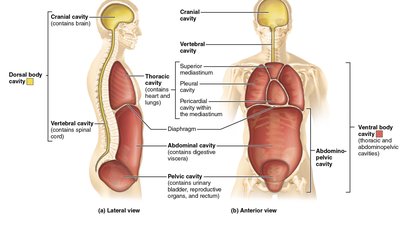 Major body cavities: dorsal and ventral