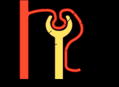 Diagram of nephron structure showing vascular and tubular components