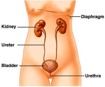 Diagram of urinary system showing kidneys, ureters, bladder, and urethra