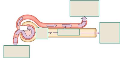 Diagram showing filtration, reabsorption, and excretion in the nephron