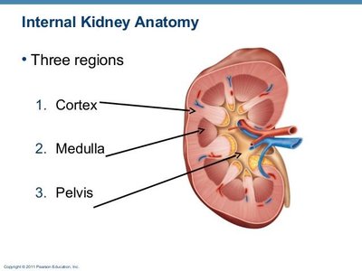 Internal kidney anatomy showing cortex, medulla, and pelvis