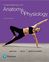 Diagram comparing sympathetic and parasympathetic pathways