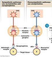 Sympathetic innervation pathways