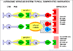 Cholinergic and adrenergic receptor pathways