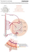 Diagram of the enteric nervous system in the digestive tract