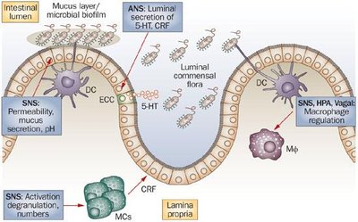 Diagram of GI tract showing endocrine, neural, and immune interactions
