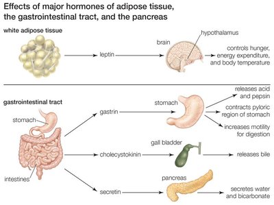 Effects of major hormones of adipose tissue, GI tract, and pancreas