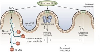 Diagram of enteric microbiota and communication with nervous and immune systems
