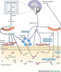 Brain-gut-microbiota axis and its effects on mood, immunity, and gut function