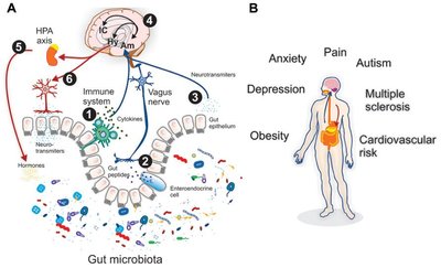 Diagram showing gut microbiota's influence on the brain and systemic health
