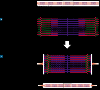 Sliding Filament Theory diagram