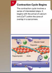 Muscle contraction cycle steps