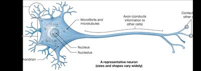 Representative neuron structure