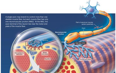 Neuromuscular junction overview