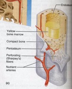 Diagram of long bone showing periosteum, endosteum, and blood supply