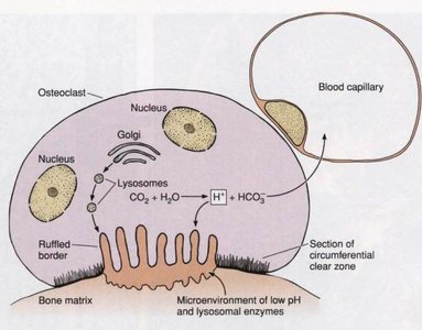 Osteoclast structure and function