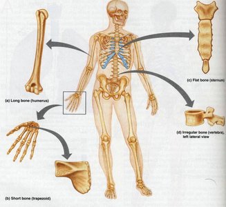 Classification of bones by shape