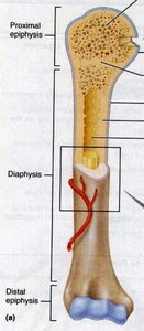 Parts of a long bone
