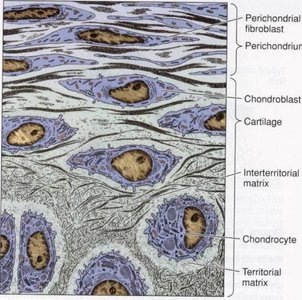 Histological section of hyaline cartilage