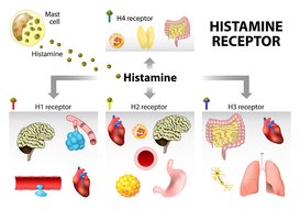 Histamine receptor diagram