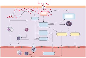 Immune response to bacteria diagram