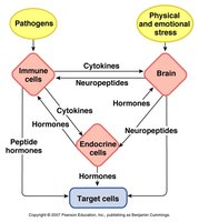 Neuro-endocrine-immune interaction diagram