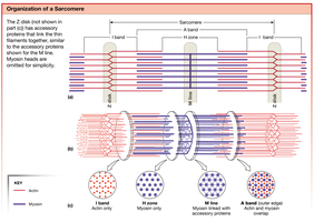 Organization of a Sarcomere