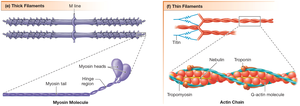 Thick and Thin Filaments Structure