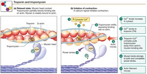 Troponin and Tropomyosin Regulation