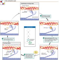 The Contraction Cycle
