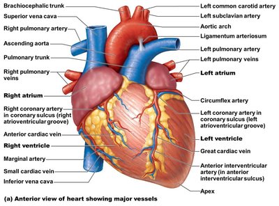 Anterior view of heart showing major vessels