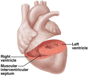 Anatomical differences in right and left ventricles