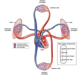 Pulmonary and systemic circulation