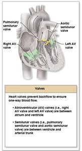 Heart valves: AV and semilunar