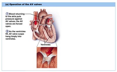 Operation of the AV valves