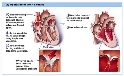 Operation of the AV valves