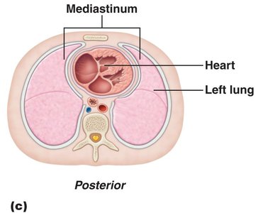 Transverse section showing mediastinum and heart