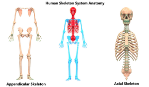 Diagram of axial and appendicular skeleton