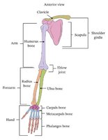 Upper limb bones labeled