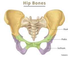 Hip bones: ilium, pubis, ischium